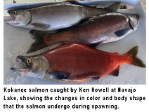 fishing-report-salmon-navajo-lake-09-28-2020-NMDGF