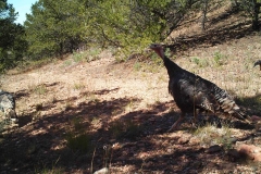 Happy Thanksgiving! NMDGF trail camera photo of a Merriam's wild turkey.