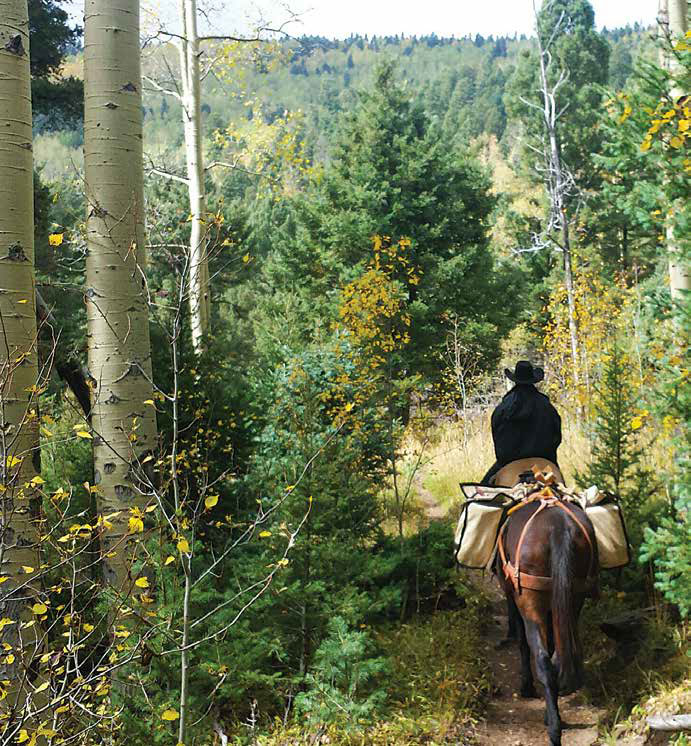 Tommy Heck, the department’s Pecos District officer, rides his mule loaded with Rio Grande cutthroats to their Stewart Lake destination. New Mexico Wildlife magazine, NMDGF 