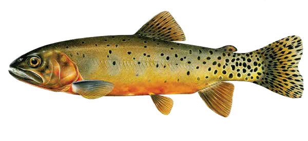 magazine-spring-2016-vol50num1-bad-weather-stewart-lake-cutthroat-fish-illustration