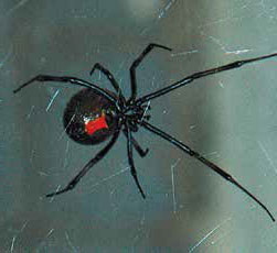 The black widow possesses a potent venom. Those experiencing an adverse reaction should consult a medical professional. New Mexico Wildlife magazine, NMDGF