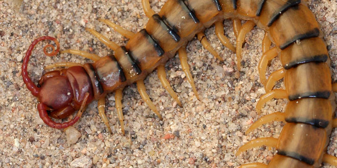 While smaller centipedes generally can’t penetrate human skin, the bite from a large centipede can be dangerous to small children and cause pain, swelling and fever for an adult. New Mexico Wildlife magazine, NMDGF