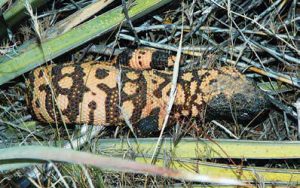 ites from a state-endangered Gila monster are very rare. Leave them alone and they leave you alone. New Mexico Wildlife magazine, NMDGF