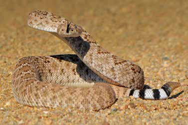 Rattlesnakes pose a most significant threat to humans in New Mexico and anyone bitten should immediately seek medical attention. New Mexico Wildlife magazine, NMDGF