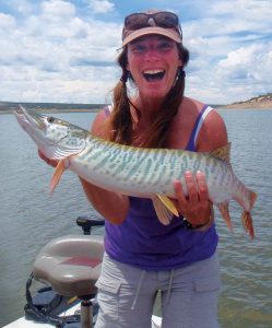 After a short hiatus, stocking of tiger muskies resumed at Bluewater Lake in 2015. The muskies, which are sterile, were introduced into the lake to help control populations of white suckers and illegally introduced goldfish. The introduction created a whole new adventure for anglers looking to land one of these large, predatory fish. New Mexico Wildlife magazine, NMDGF