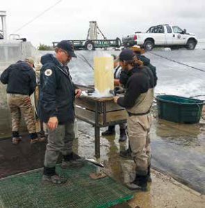 Left to right: Richard Hansen, NMDGF cold water supervisor, John Caldwell, native fish biologist, Eric Mammoser, warm water technician, Casey Harthorn, retired NMDGF, and Jason Blakney, former coldwater biologist, work to cold brand the fish. New Mexico Wildlife magazine, NMDGF.