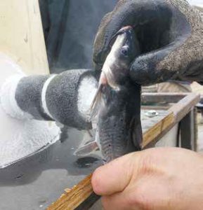 Freeze-branding a channel catfish.  New Mexico Wildlife magazine, NMDGF.