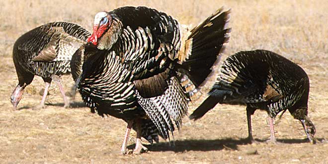 Found throughout the west, Merriam’s turkeys are most often associated with ponderosa pines. The over-the-counter license spring season is April 15–May 10 and the youth-only season is April 8–10. New Mexico Wildlife magazine, NMDGF