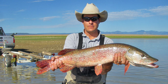 Eric Frey, Department of Game and Fish sportfish program manager, holds a northern pike. The fish were illegally introduced into Eagle Nest Lake. Some believe an individual may have released the pike in an effort to control the yellow perch population, which also were illegally placed into the lake. Photo, New Mexico Wildlife magazine, NMDGF.