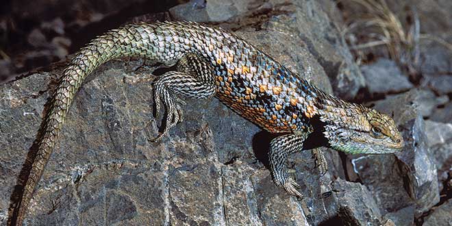 The twin-spotted spiny lizard can be found primarily in the southeastern portion of New Mexico. For those interested in finding one of these lizards, don’t just look, but listen; they often can be heard scratching at tree bark. Photo by Charlie Painter, New Mexico Wildlife magazine, NMDGF.