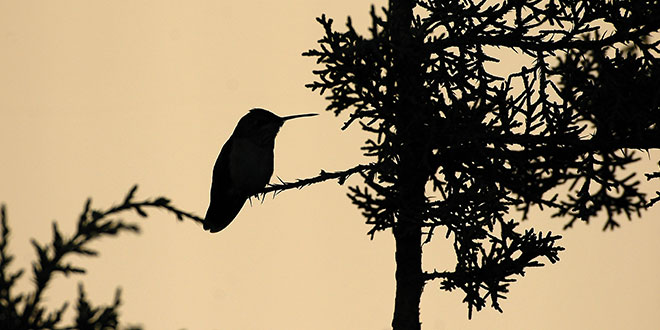 A silhouetted hummingbird. Photo by Dan Williams, New Mexico Wildlife magazine, NMDGF.