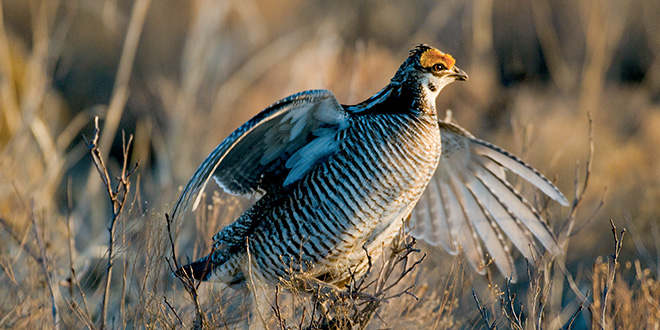 Lesser prairie chicken. New Mexico Department of Game and Fish photo by Dan Williams, New Mexico Wildlife magazine.