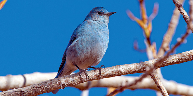 Telephoto lens and a tripod can help a photographer get sharp close-up imges of small birds such as this mountain bluebird. New Mexico Department of Game and Fish photo by Dan Williams, New Mexico Wildlife magazine.