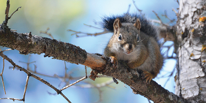 When hiking through thick forested areas, your ears can play a big part in finding potential subjects such as this red squirrel. New Mexico Department of Game and Fish photo by Zen Mocarski, New Mexico Wildlife magazine.