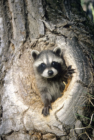 Photographing  wildlife, raccoon, New Mexico Wildlife magazine, NMDGF.