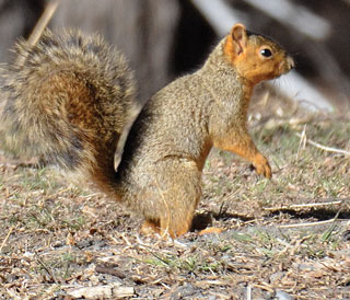 Fox squirrel. Photo Zen Mocarski, New Mexico Wildlife magazine, NMDGF.