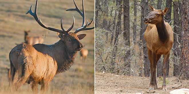 Left: Bull elk grow and shed large antlers each year. Made of bone, as antlers grow they are protected by a fuzzy-like skin known as velvet, but by late summer the antlers have hardened and the velvet is rubbed off or falls off. During the spring the antlers drop and the process begins anew. Photo by Dan Williams. Right: Cow elk do not have antlers. Photo by Zen Mocarski. New Mexico Wildlife magazine, NMDGF.