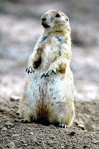 Research has indicated that prairie dogs directly impact the number of bees and butterflies in grassland areas because prairie dogs help boost the abundance of flowering plants. Photo by Dan Williams, New Mexico Wildlife magazine, NMDGF.