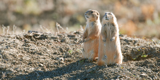 Prairie dogs critical to many species. New Mexico Department of Game and Fish photo by Clint Henson, New Mexico Wildlife magazine, NMDGF.