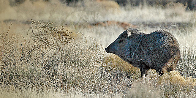 While poor eyesight might suggest javelina lack the same defenses of other wildlife, they possess a good sense of hearing, a keen sense of smell, and a formidable set of tusks. Photo by Dan Williams, New Mexico Wildlife magazine, NMDGF.