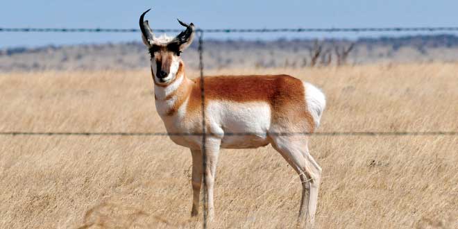 Fencing can impede movement of some wildlife, including pronghorns. Although capable of jumping, pronghorns ring to go under fences. Pronghorn-friendly fences include an 18-inch gap from the ground to the first strand. Fencing without such modifications impedes pronghorn movement. Photo, New Mexico Wildlife magazine, NMDGF.