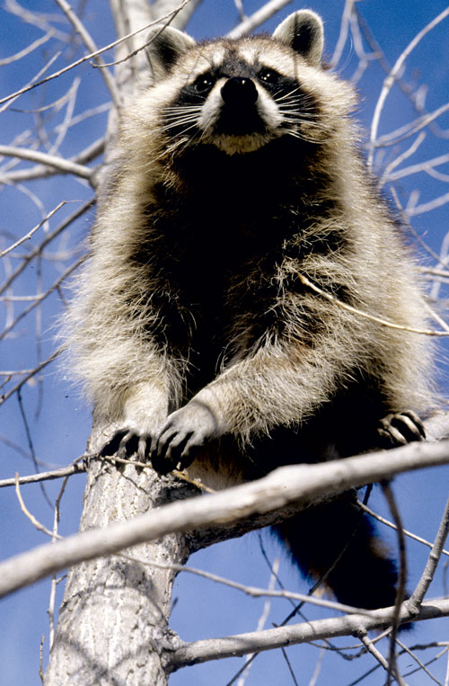 Raccoons are extremely adept climbers and have the ability to climb back down headfirst by rotating the hind feet so they point backwards. This cunning raccoon navigates a tree in search of food. NMDGF photo, New Mexico Wildlife magazine.