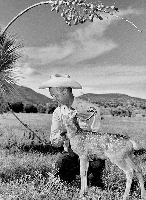 A classic New Mexico wildlife portrait. Photo: NMDGF. New Mexico Wildlife Magazine, Vol-48, Num-3 Fall 2003. (Making Tracks: A Century of Wildlife Management. (History of the New Mexico Department of Game and Fish).