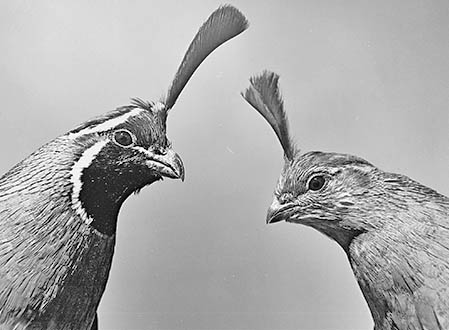 The length of quail season was in debate. Photo: NMDGF. New Mexico Wildlife Magazine, Vol-48, Num-3 Fall 2003. (Making Tracks: A Century of Wildlife Management. (History of the New Mexico Department of Game and Fish).