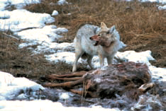 A $3 bounty was offered for every coyote killed in Catron County in 1941. Photo: Don MacCarter. New Mexico Wildlife magazine, Vol-50, Num-3 Spring 2005. (Making Tracks: A Century of Wildlife Management. (History of the New Mexico Department of Game and Fish).