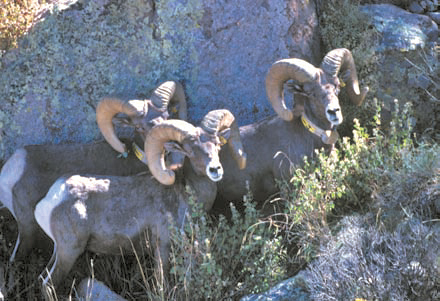 A captive herd of desert bighorn sheep at the Red Rock Wildlife Area has helped restore wild herds in southern New Mexico. Photo: Don MacCarter. New Mexico Wildlife magazine, Vol-50, Num-3 Spring 2005. (Making Tracks: A Century of Wildlife Management. (History of the New Mexico Department of Game and Fish).