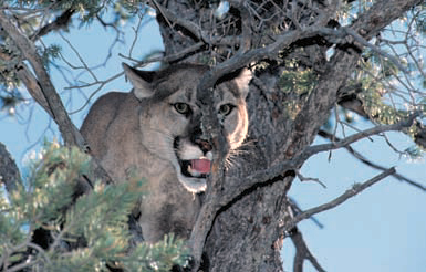 The New Mexico Legislature gave the mountain lion status as a protected game animal in 1971. Photo: Scott Brown. New Mexico Wildlife magazine, Vol-50, Num-3 Spring 2005. (Making Tracks: A Century of Wildlife Management. (History of the New Mexico Department of Game and Fish).