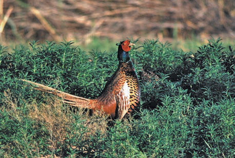 Pheasants were first released In New Mexico In the early 1900s. Photo: Don MacCarter. New Mexico Wildlife magazine, Vol-50, Num-3 Spring 2005. (Making Tracks: A Century of Wildlife Management. (History of the New Mexico Department of Game and Fish).
