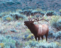Rocky Mountain Elk, gone from New Mexico around 1910, have been restored to a healthy population of more than 70,000. Photo: Don MacCarter. New Mexico Wildlife magazine, Vol-50, Num-3 Spring 2005. (Making Tracks: A Century of Wildlife Management. (History of the New Mexico Department of Game and Fish).