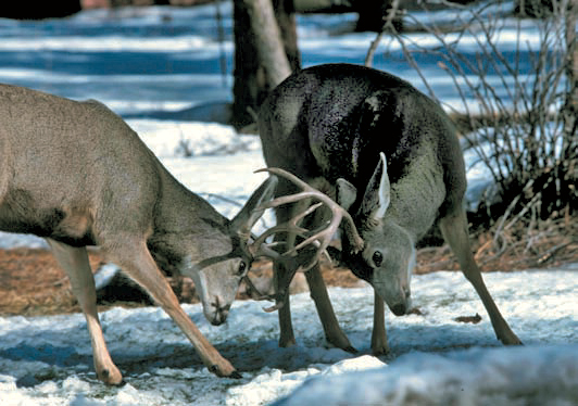 Although the state's deer herd has declined in recent years, the statewide population, estimated at between 50,000 and 90,000, still exceeds that of the 1920s. Photo: Don MacCarter. New Mexico Wildlife magazine, Vol-50, Num-3 Spring 2005. (Making Tracks: A Century of Wildlife Management. (History of the New Mexico Department of Game and Fish).