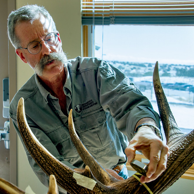 Game and Fish biologist Eric Rominger takes elk antler measurements. While it was a large rack, the measurements came up short of the record book minimum. Photo by Martin Perea, New Mexico Wildlife magazine, NMDGF