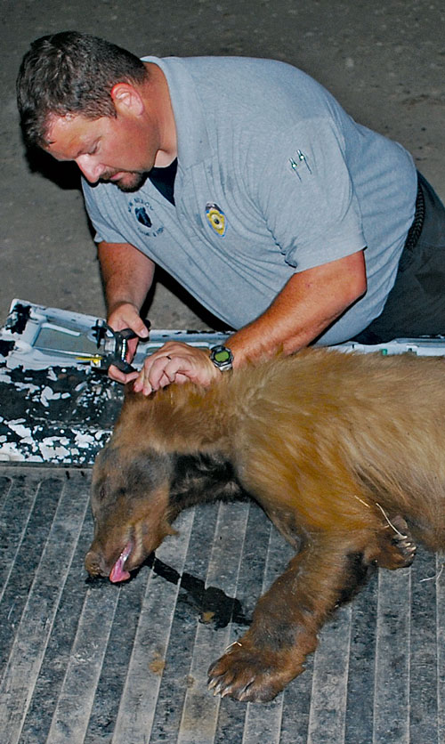Captain Andrew Gray places an ear tag onto a tranquilized bear he captured in Watrous. As Gray can attest, even younger bears are built for a life in the wild. They are powerful and possess formidable teeth and sharp claws. New Mexico Wildlife magazine, Fall-Winter Vol 59, Num 3, NMDGF.