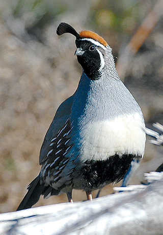 Gambel's quail. Those longing to hunt should consider southeast New Mexico. Photo by Dan Williams, New Mexico Wildlife magazine, NMDGF.