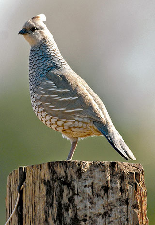 Scaled quail. Photo by Dan Williams, New Mexico Wildlife magazine, NMDGF.