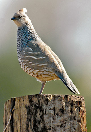 Quail hunting southeast N.M. - New Mexico Wildlife magazine