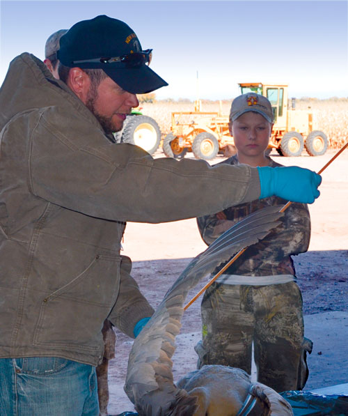 Wyatt Walker watches as Ryan Walrath, the Game and Fish A-Plus program manager, measures the wing size of a harvested sandhill crane. Regulated hunting has helped produce a 5 percent increase in the sandhill crane population each year since 1966. Photo by Zen Mocarski, New Mexico Wildlife magazine, NMDGF.