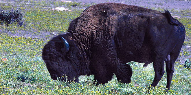 Primarily a grassland animal, bison will graze for a period of time before resting and chewing cud. While the bison population has grown to approximately 500,000, the majority have interbred with domestic cattle. Several locations, including Yellowstone National Park, still have populations of pure lineage. Photo by Dan Williams, New Mexico Wildlife magazine, NMDGF.