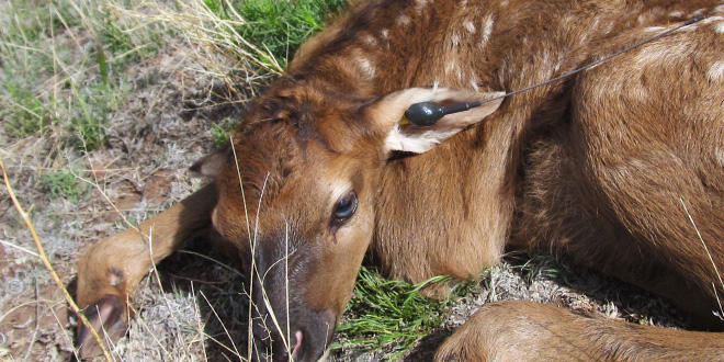 An elk calf lies still after researchers attached an ear transmitter. Calf survival has been low in the Mount Taylor area and researchers are trying to understand the reason. In the event of a death, researchers can respond to the scene quickly to identify the cause. Photo by Katelyn Shanor, New Mexico Wildlife magazine, NMDGF.