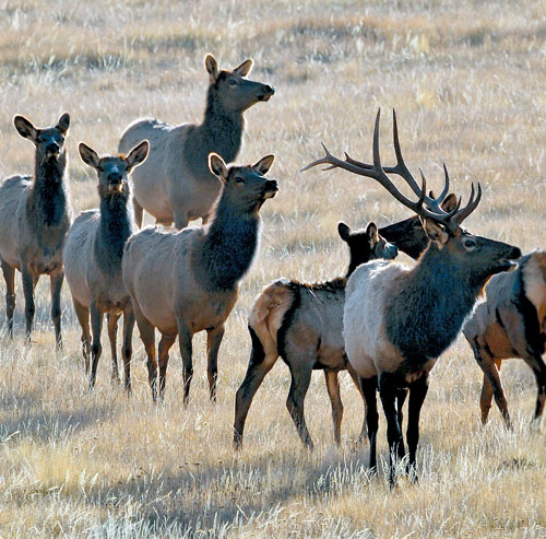 Strong precipitation in the winter of 2014 and a good monsoon season last year helped produce an abundance of forage, which has been beneficial to the elk population and the overall health of herds around New Mexico.  Photo by Dan Williams, New Mexico Wildlife magazine, NMDGF.