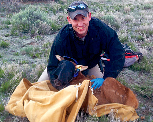 ames Pitman, elk program manager for the Department of Game and Fish, with an elk calf fitted with an ear transmitter. The eyes of the animal are covered to minimize stress. Photo by Storm Usrey, New Mexico Wildlife magazine, NMDGF.