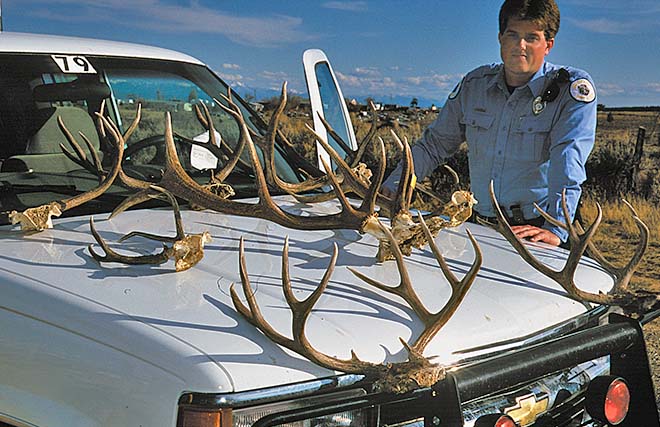Officer Gerry Radcliff with seized antlers yielding DNA information. Photo: Martin Frentzel. New Mexico Wildlife magazine, Vol-49, Num-1 Spring 2004. (Making Tracks: A Century of Wildlife Management. (History of the New Mexico Department of Game and Fish).
