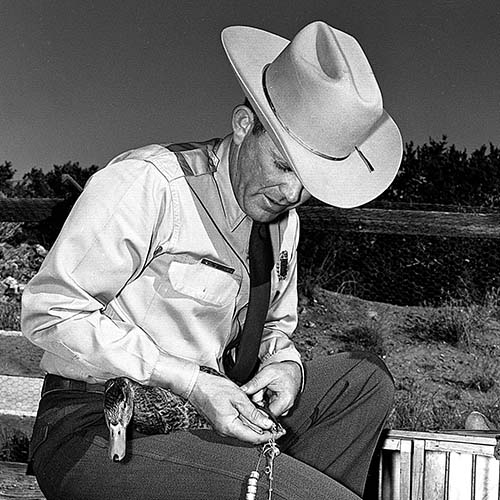 Bill Huey banded ducks and learned law enforcement on the fly. Photo: NMDGF. New Mexico Wildlife magazine, Vol-49, Num-1 Spring 2004. (Making Tracks: A Century of Wildlife Management. (History of the New Mexico Department of Game and Fish).