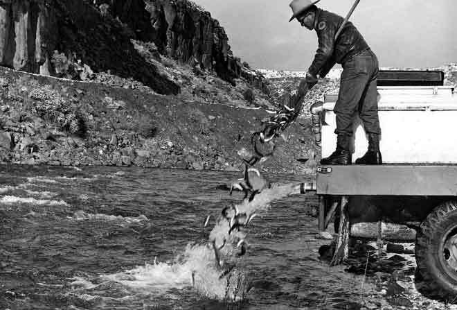 Planting trout in the Rio Grande Gorge. Photo: John G. Whitcomb. New Mexico Wildlife magazine, Vol-49, Num-2 Summer 2004. (Making Tracks: A Century of Wildlife Management. (History of the New Mexico Department of Game and Fish).