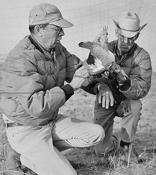 Biologists tagging prairie-chicken. Photo: NMDGF. New Mexico Wildlife Magazine, Vol-48, Num-1 Spring 2003. (Making Tracks: A Century of Wildlife Management. (History of the New Mexico Department of Game and Fish).