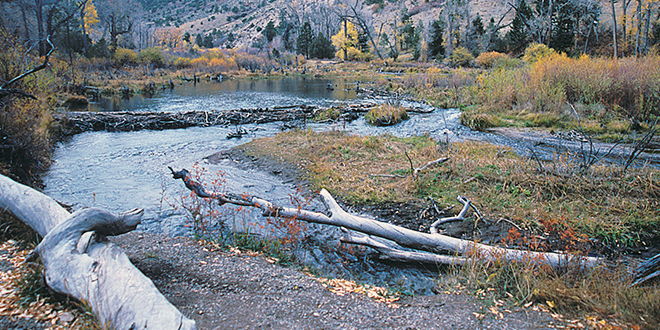 Cimmaron Canyon is home to beaver, trout, and elk. Photo Marti Niman. New Mexico Wildlife Magazine, Vol-48, Num-1 Spring 2003.