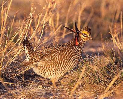 Prairie-chicken areas were managed for all wild creatures. Photo by Martin Frentzel. New Mexico Wildlife Magazine, Vol-48, Num-1 Spring 2003.